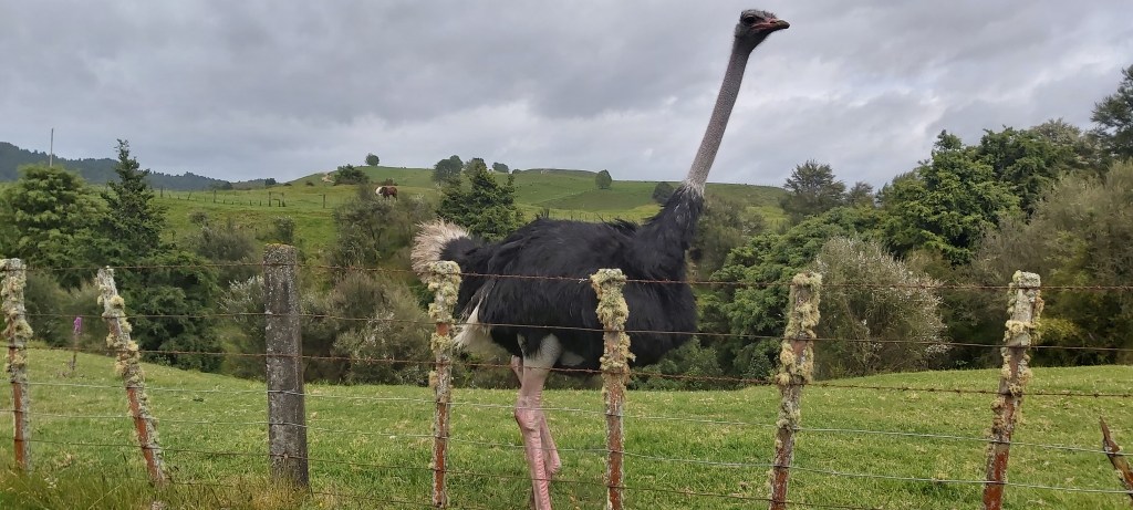Te Araroa: Day&nbsp;45