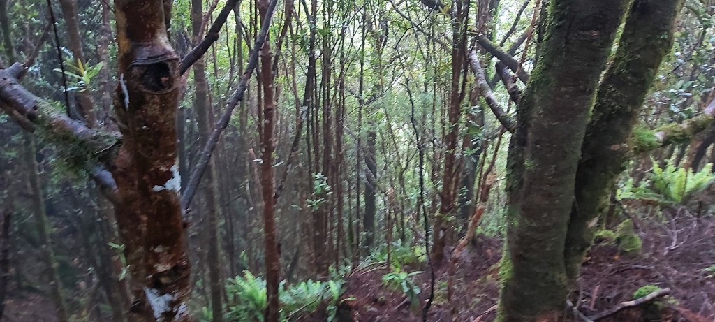 Te Araroa: Day&nbsp;63